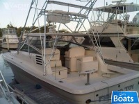 Sea Ray Cabo Luhrs Tiara Pursuit Amberjack