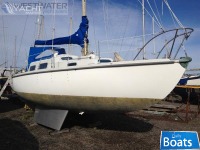Kingfisher 30