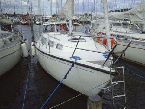 Venus 31