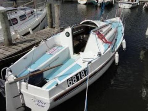 Goldfish 29 Rib