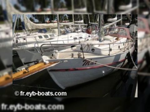 Danish Rose 33