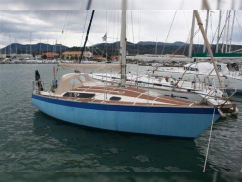 Dolphin 31