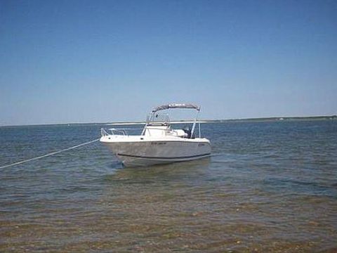Cobia Ocean