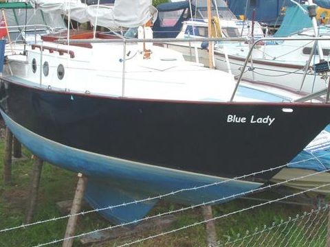 Dutch Dandy 27