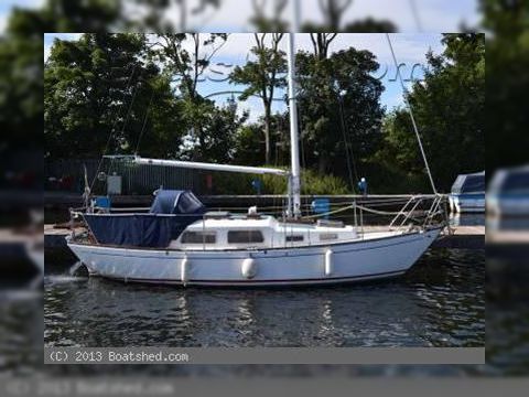 Great Dane 28