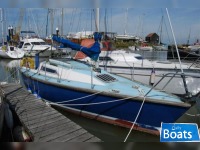 Foxterrier 22